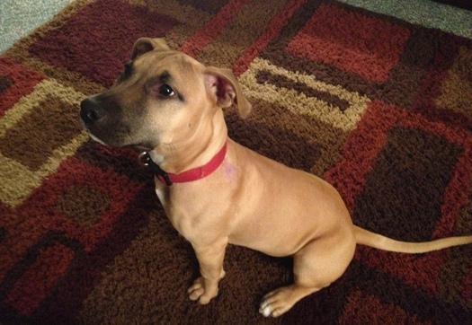 Image pet for the campaign