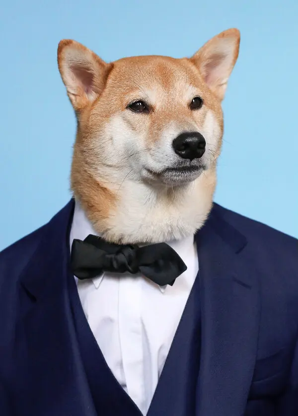 Image pet for the campaign